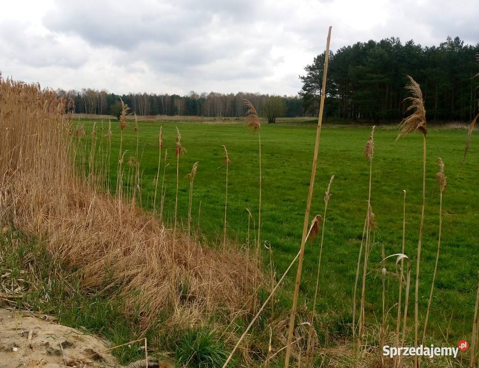 Działka rolna siedliskową 15ha Obra sprzedam