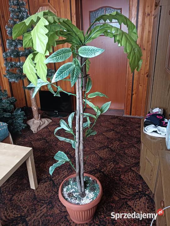 Sprzedam palmę sprzedam