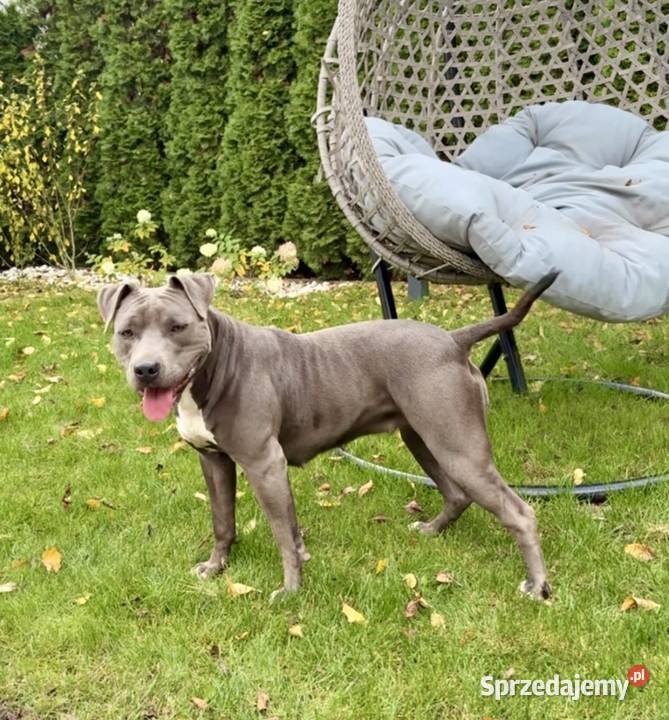 Amstaff Merle wielkopolskie Grodzisk Wielkopolski