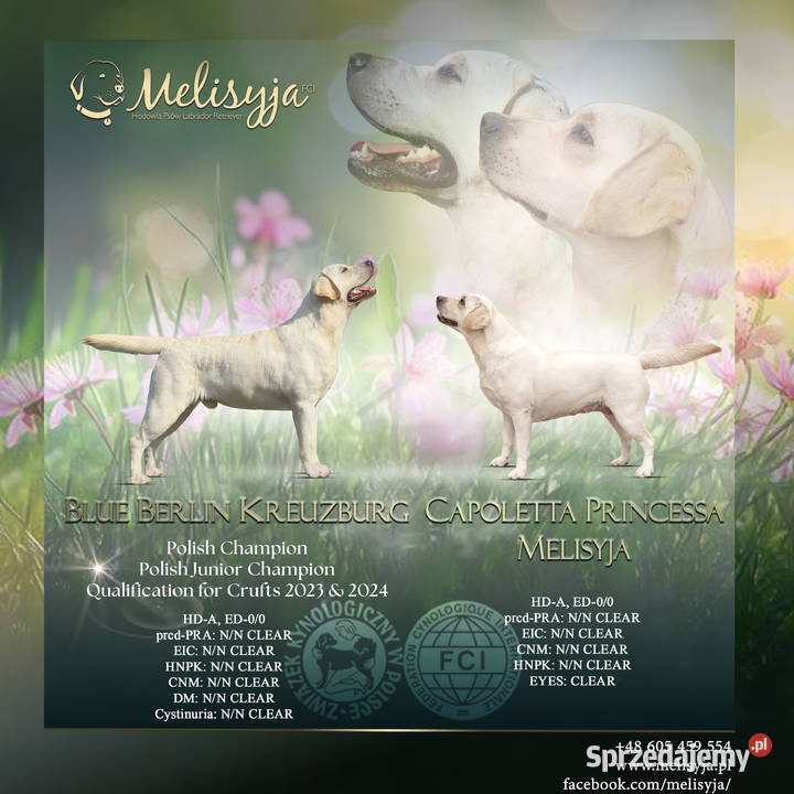 Labrador Retriever szczeniak FCI