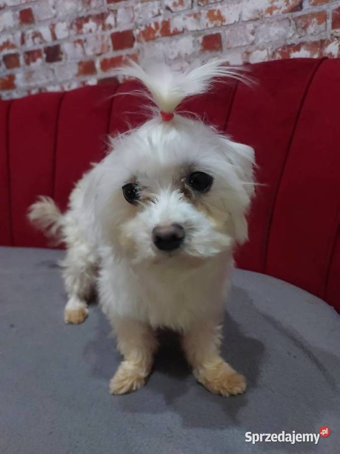 Maltańczyk suczka 25 letnia Nowe Miasteczko