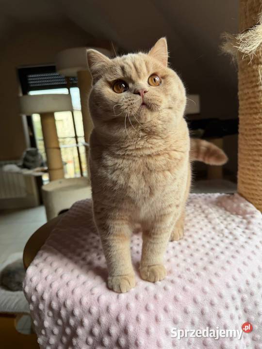 Cudowny kremowy kocurek z legalnej hodowli Perła śląskie Dąbrowa Górnicza