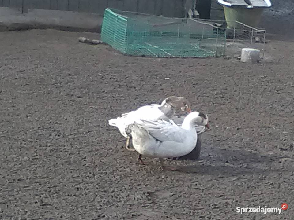 Sprzedam Gąsiory biało szary i bialy 150 zl Pińczów sprzedam