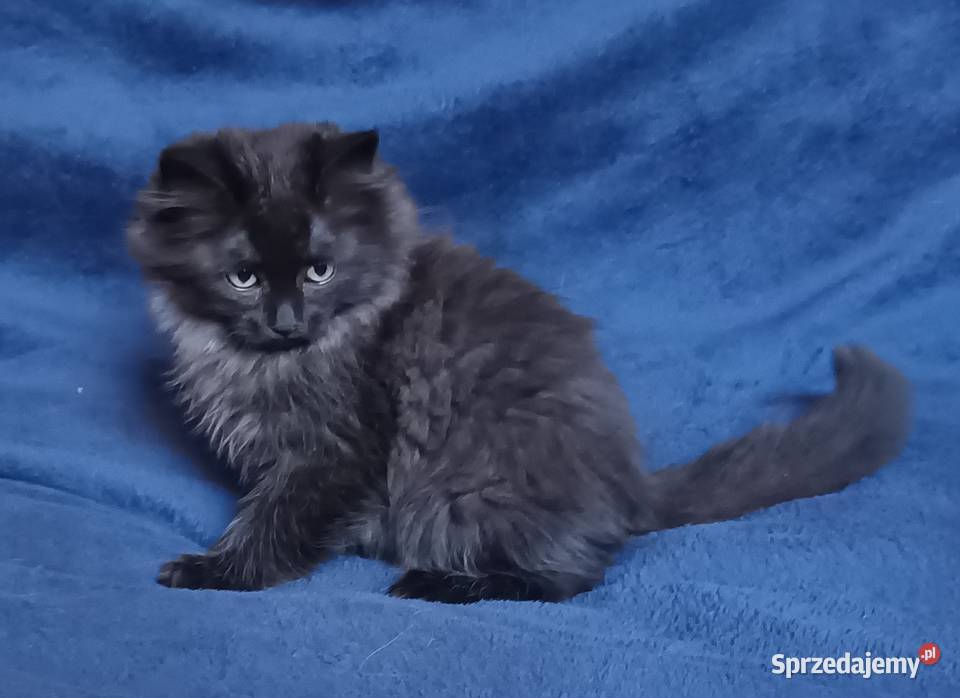 Koty Syberyjskie LUKSUS ZKolakowegoDomu Syberyjski Kwilcz sprzedam