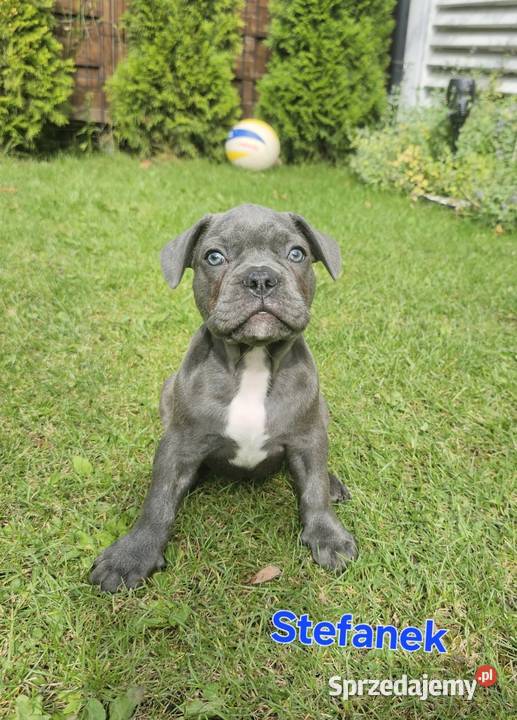 Buldozki francuskie blue blekitne Zbrudzewo