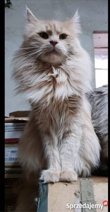 Maine Coon Krotoszyn