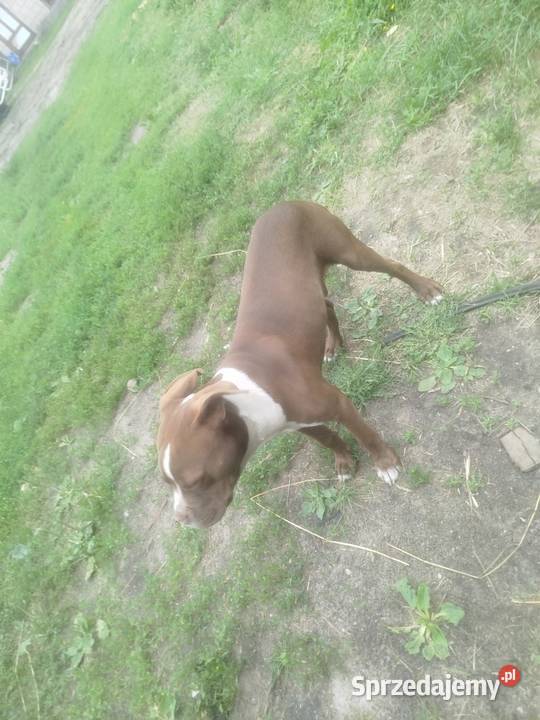Szczeniak amstaff Wyk sprzedam
