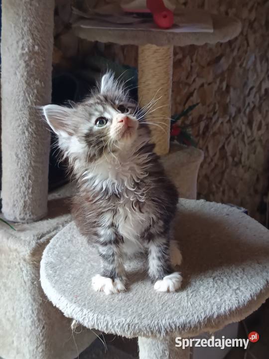 Śliczne kocięta Maine coon z rodowodem