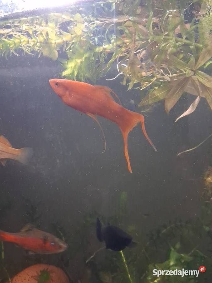 Mieczyki hellera 4sztuki Jarocin