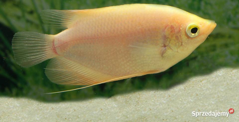 Gurami olbrzymi odmiana GOLD Osphronemus gorami Gdańsk