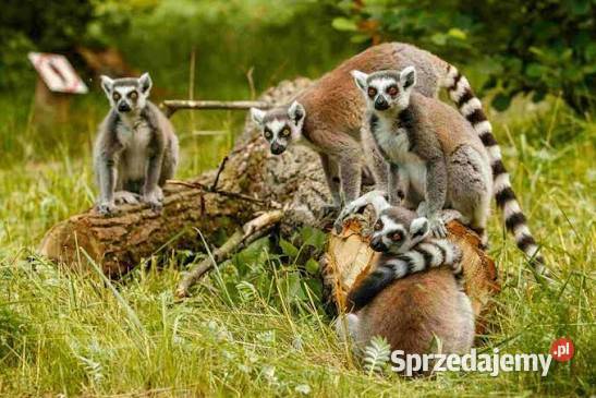 Lemury z Madagaskaru Świdnica