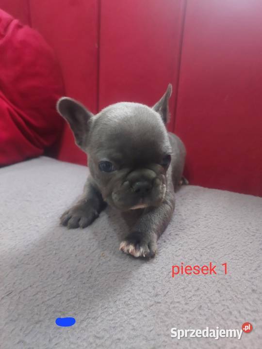 Buldog francuski pieseki i suczki blue Mycielin