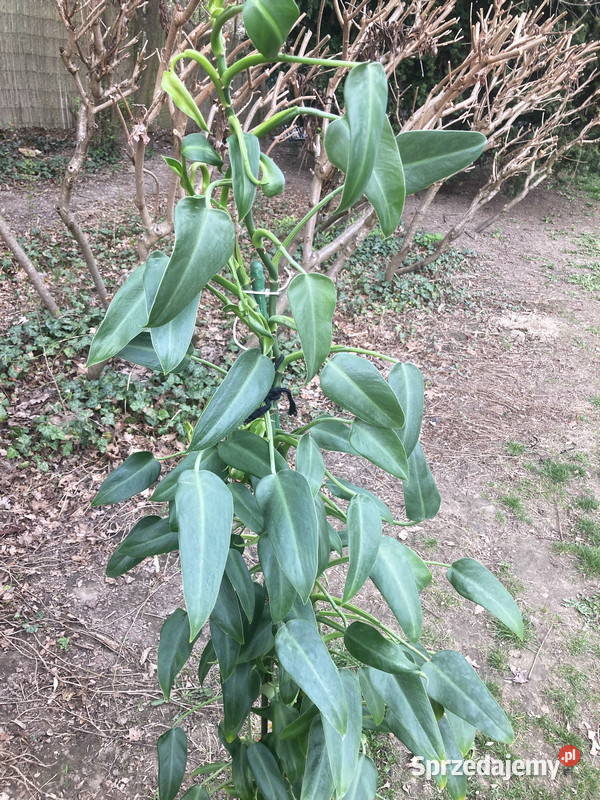 Wysoki filodendron Philodendron zielony Emerald Kraków