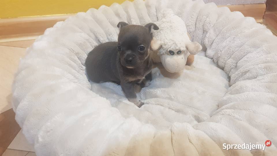 Śliczny piesek chihuahua Warszawy sprzedam