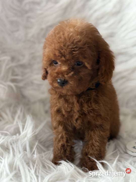Pudel Toy piesek Polanka Wielka sprzedam