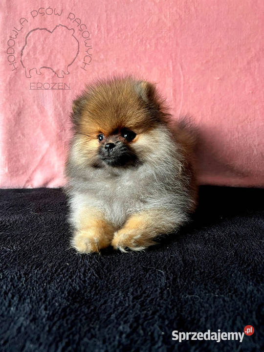 Szpic Miniaturowy Pomeranian suczki