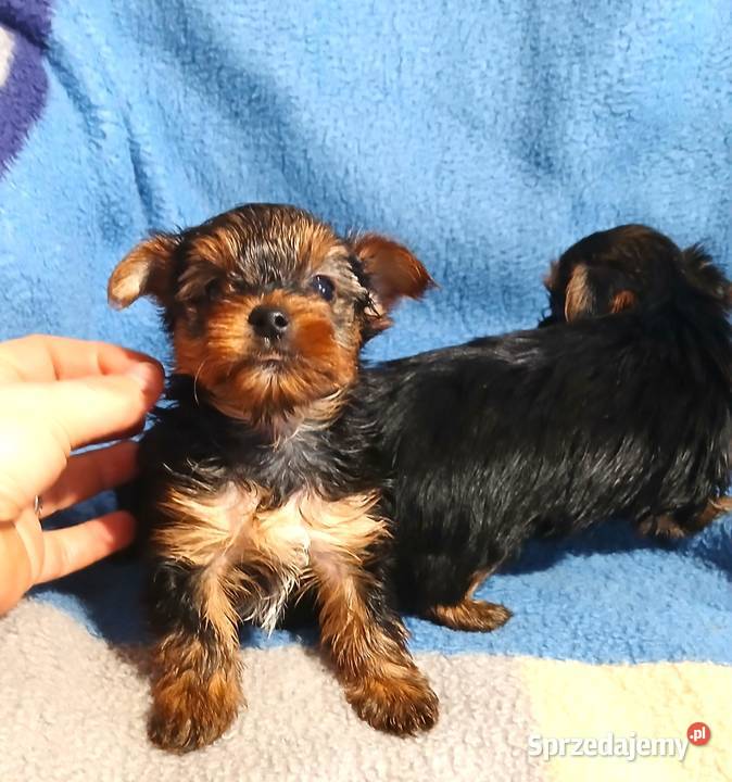 yorkshire terrier suczka samiec mini czarno York sprzedam