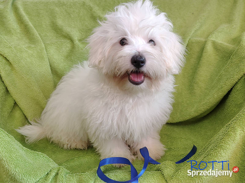 SAMIEC biały piesek Coton De Tulear szczenię