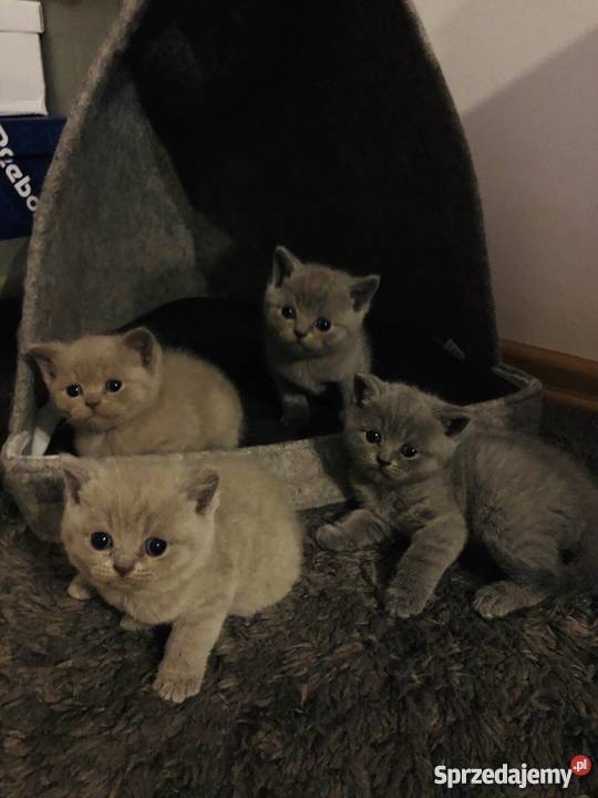 Piękne koty Warszawa