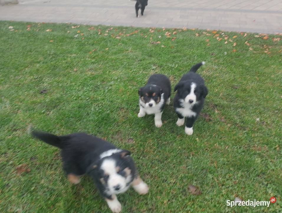 Piękne Border Collie Jarocin