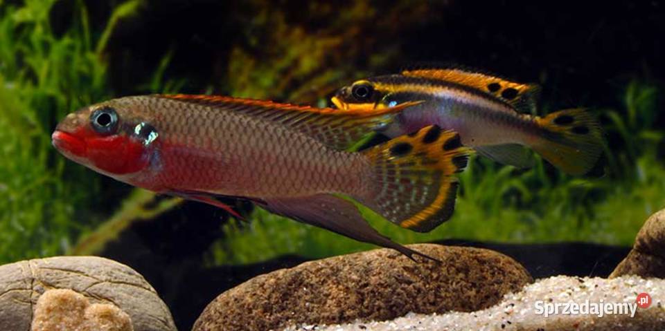 Barwniak szmaragdowy NIGERIA RED Pelvicachromis Ryby sprzedam