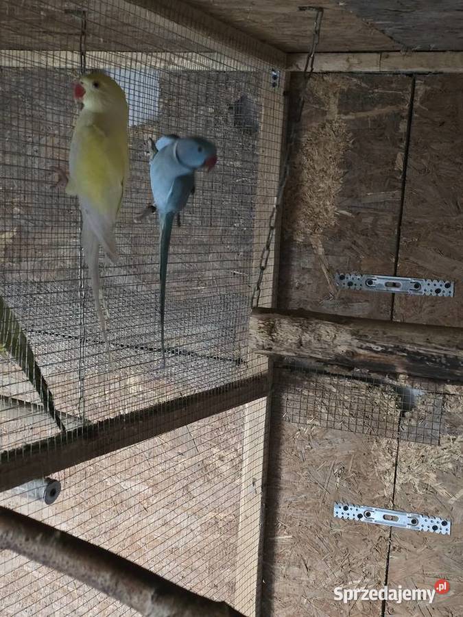 Barwinki oswojone aleksandretty ręcznie karmione Strzelin