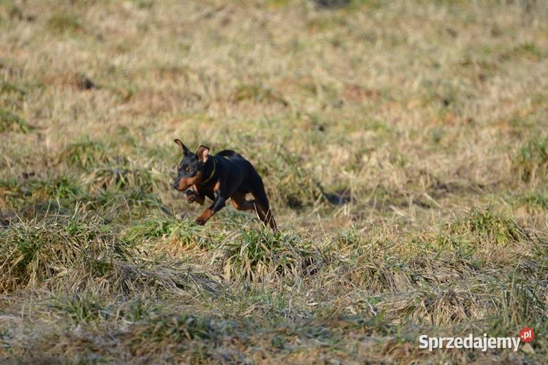 Pinczer miniaturowy piesek przebadany paszport Pozostałe Chełm