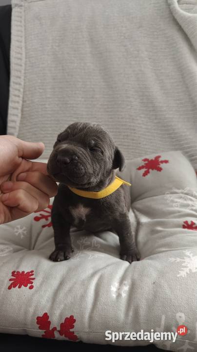 Amstaff Szczeniąta Blue Amstaff Strzałków sprzedam