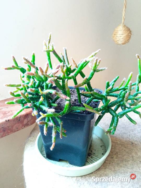 Cylindropuntia subulata sukulent ten i inne Kaktusy i sukulenty Białystok