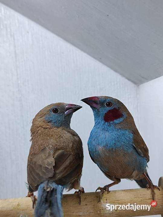 Motylik krasnouchy Astryld Astryldy para małopolskie Myślenice sprzedam