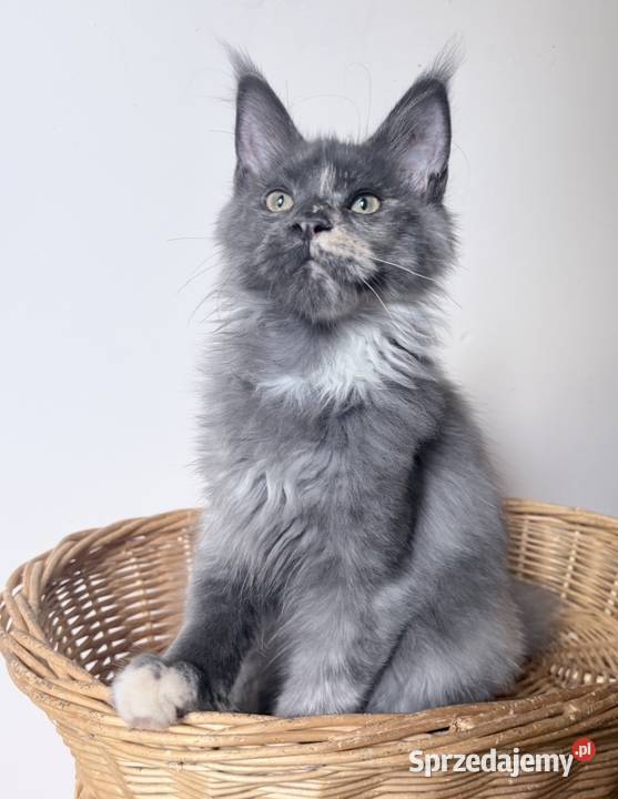 Maine Coon kotki dolnośląskie Wińsko