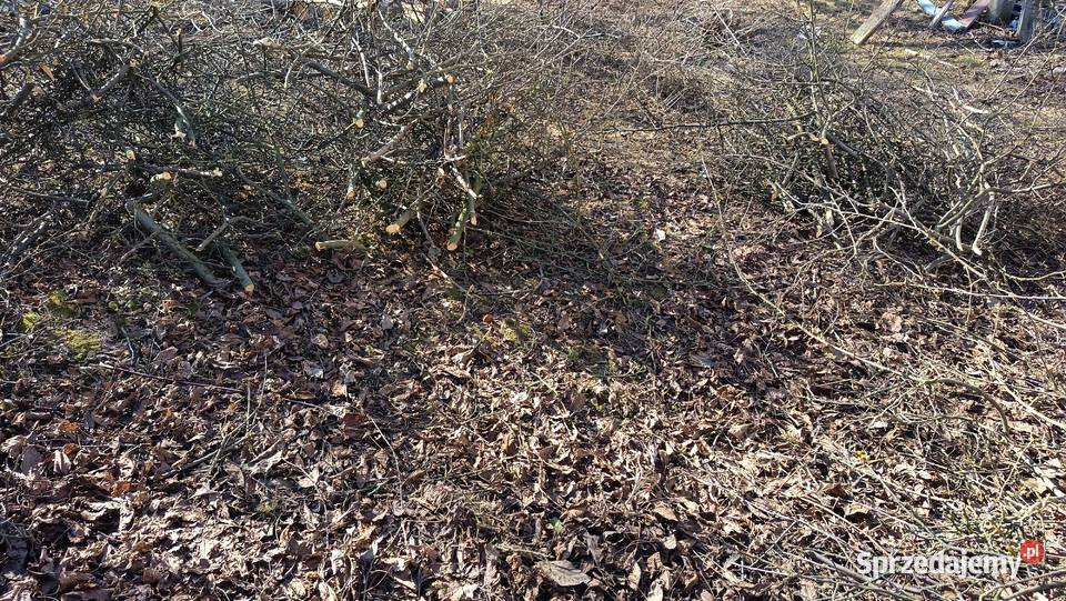 Oddam gałęzie mazowieckie Chylice-Kolonia