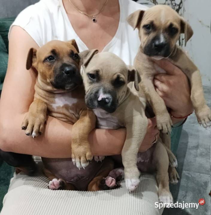 amstaff Amstaff Mińsk Mazowiecki