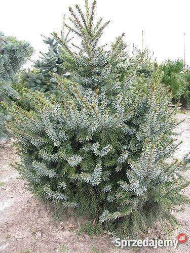Świerk serbski srebrny i pospolity