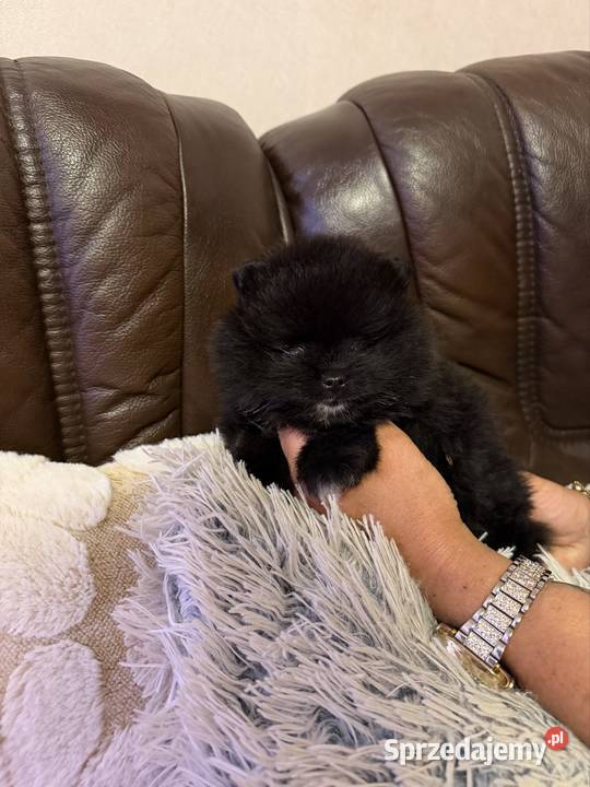 Szpic pomeranian boy Poniszowice