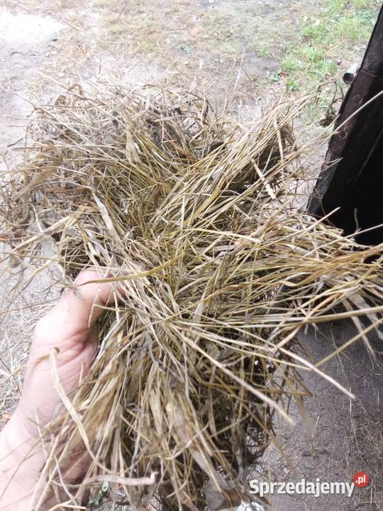 Sprzedam sianokiszonkę 2025 Zygry
