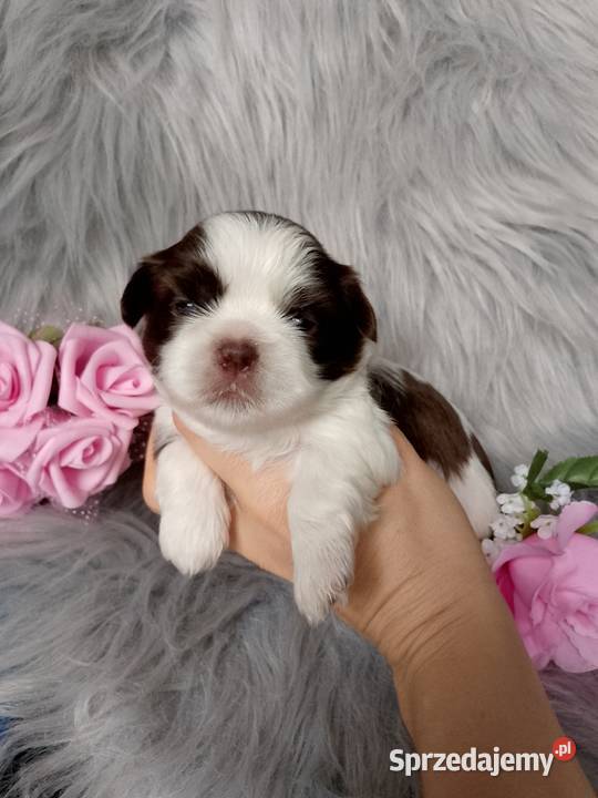 Piękna biało czekoladowa suczka rasy ShihTzu Zwierzęta Namysłów