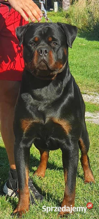 Rottweiler Szczeniaki ZKwPFCI sprzedam