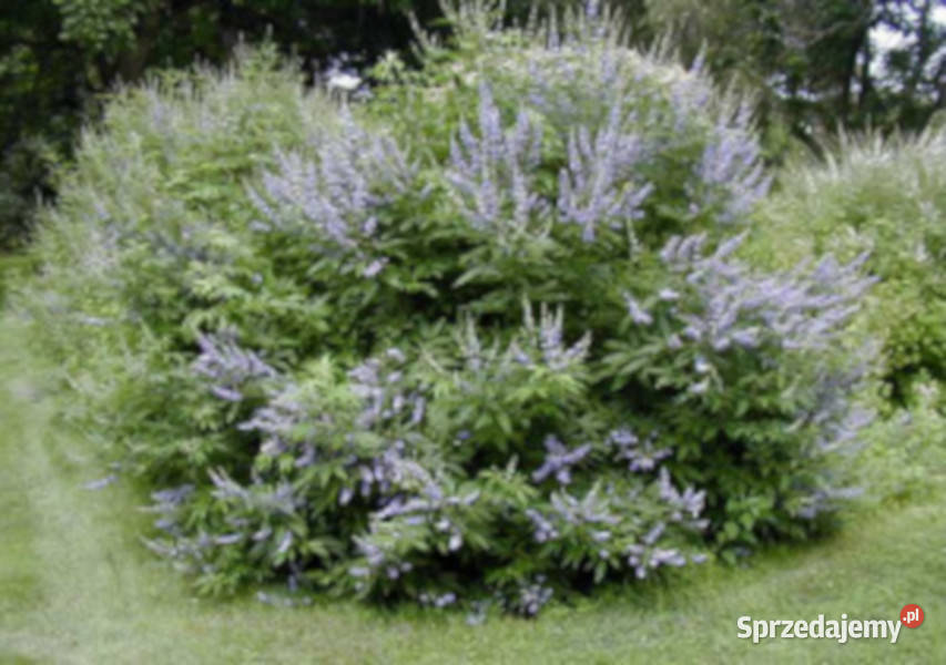WITEKS Vitex negundo sadzonki w doniczkach Ustronie