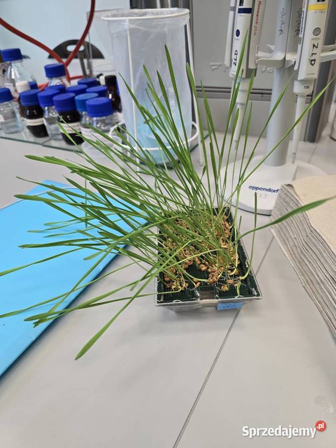 Korepetycje do Matury 2027 z biologii i chemii Chwaszczyno