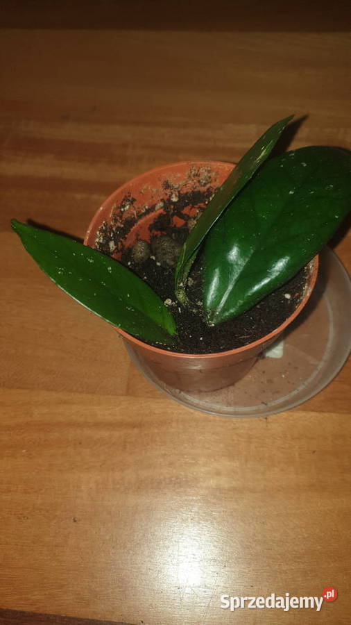 Hoya hoja kwiat rosnący 4 mazowieckie Warszawa