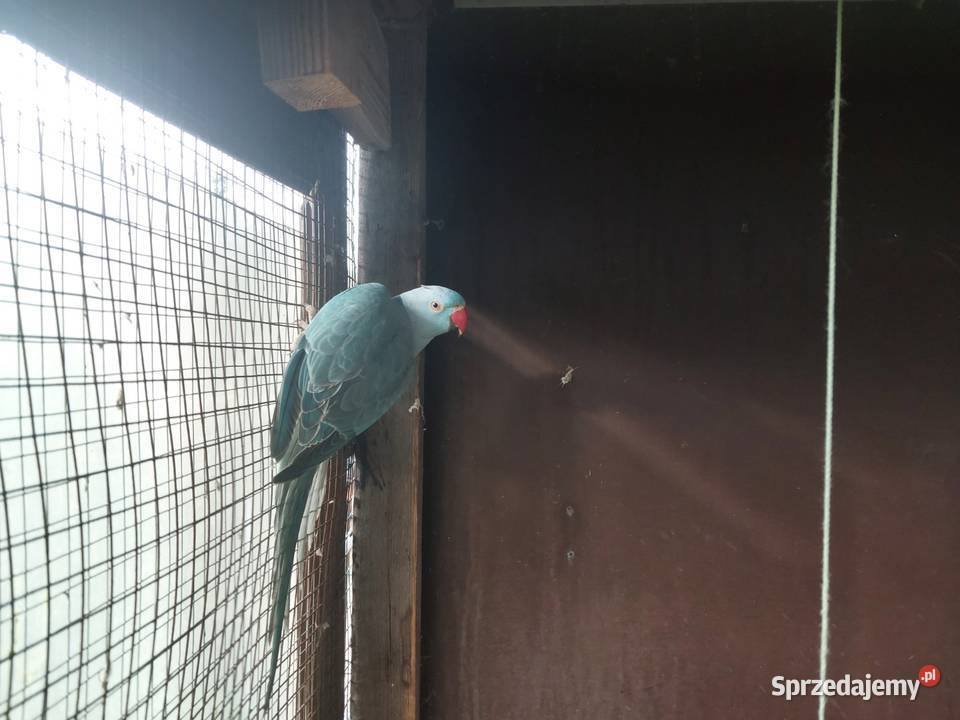 Aleksandretta obrożna