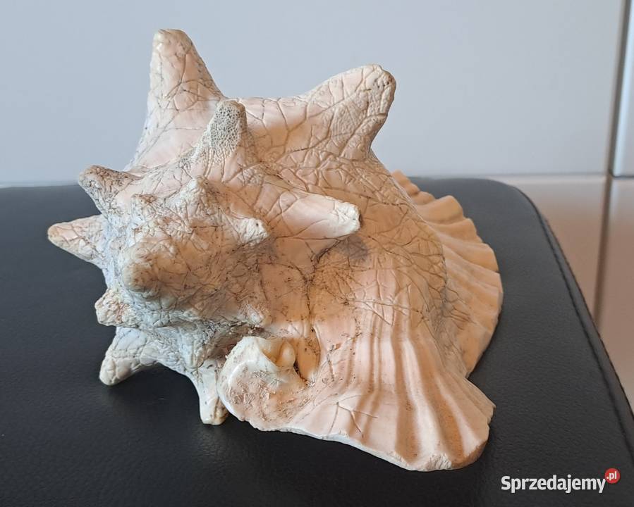 Muszla ozdobna stara Prl Wrocław sprzedam