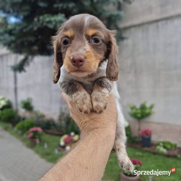 Jamnik długowłosy Piebald Brindle Choco łódzkie Żychlin