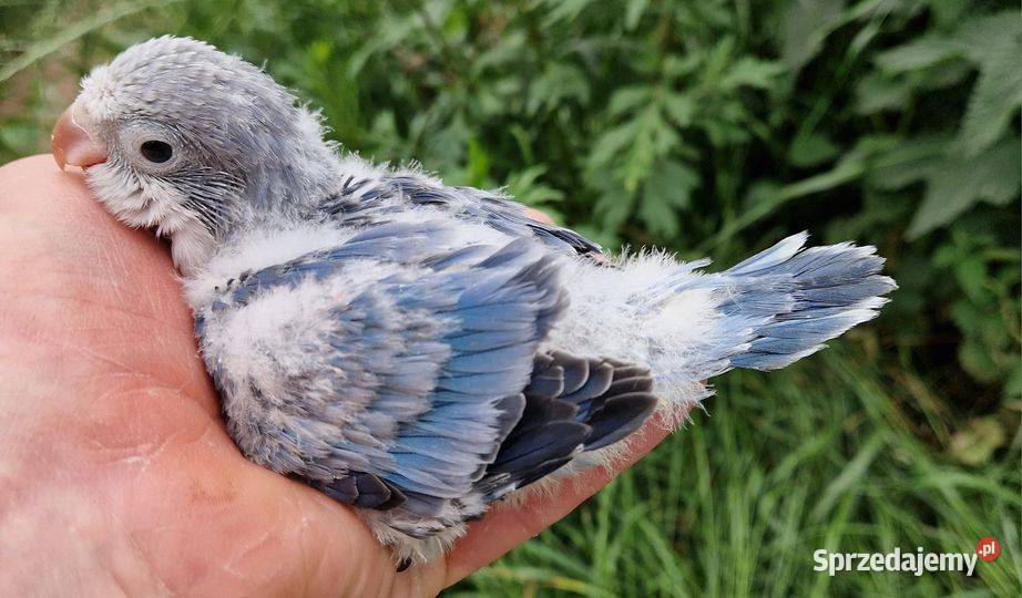 Papużki do ręcznego karmienia łatwo się oswajają Wrocław sprzedam