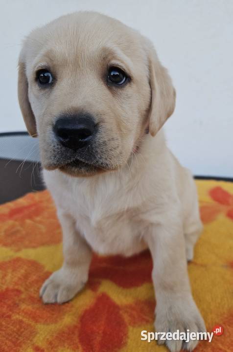 Labrador retriever Zkwp FCI Lgota Mała sprzedam
