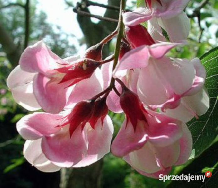 ROBINIA fertilis Włochata sadzonki w doniczkach Ogród Ustronie