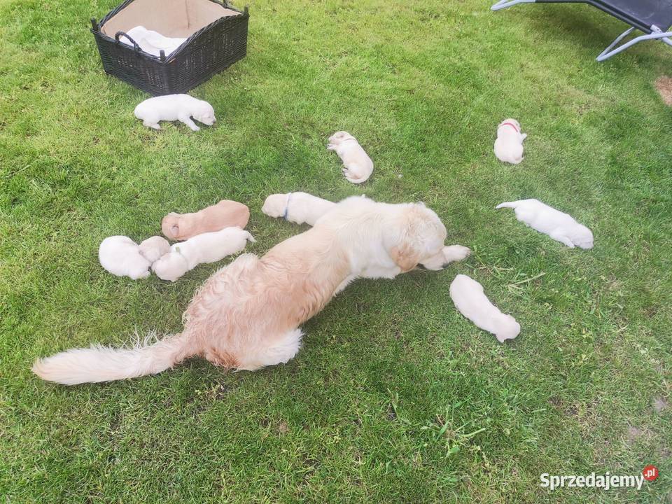 Przesłodkie śliczności Golden Retriver Golden Retriever Skrajniwa sprzedam