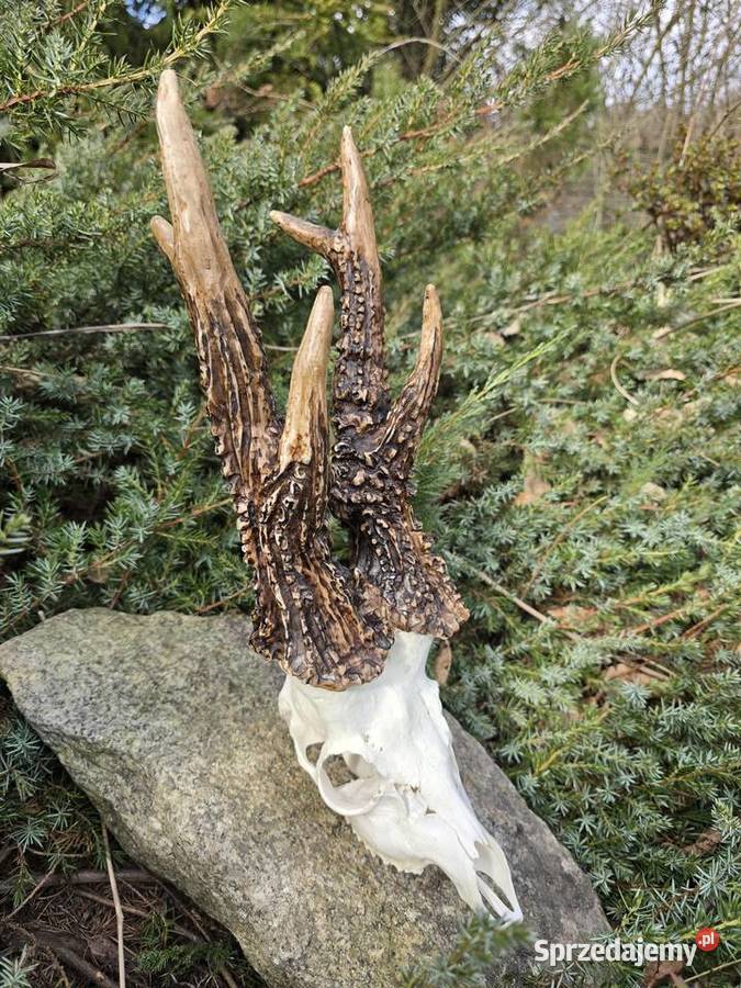 AKTUALNY VCE REKORD ŚWIATA 2006r DORSET CIC śląskie Orzesze sprzedam