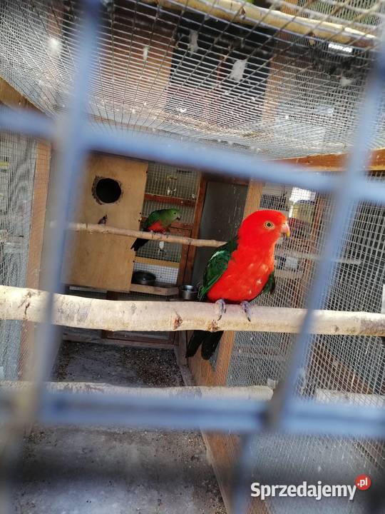 Papugi królewskie szkarłatki para Sulbiny sprzedam